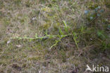 Stag’s-horn Clubmoss (Lycopodium clavatum)