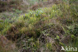 Stag’s-horn Clubmoss (Lycopodium clavatum)