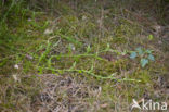 Stag’s-horn Clubmoss (Lycopodium clavatum)