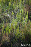 Grote wolfsklauw (Lycopodium clavatum) 