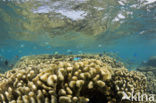 Hard koraal