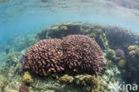 Hard coral