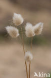 Hazenstaart (Lagurus ovatus)