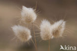 Hazenstaart (Lagurus ovatus)