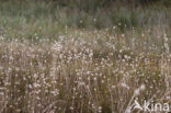 Hare’s-tail (Lagurus ovatus)