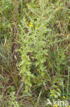 Heelblaadjes (Pulicaria dysenterica)