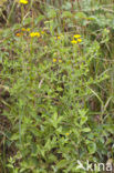 Heelblaadjes (Pulicaria dysenterica)