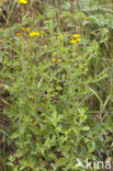 Common Fleabane (Pulicaria dysenterica)