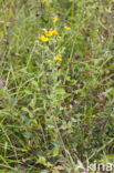Common Fleabane (Pulicaria dysenterica)