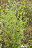Common Fleabane (Pulicaria dysenterica)