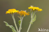 Heelblaadjes (Pulicaria dysenterica)