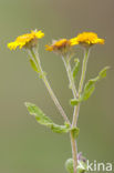 Heelblaadjes (Pulicaria dysenterica)