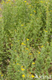 Common Fleabane (Pulicaria dysenterica)