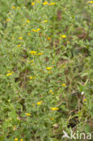 Common Fleabane (Pulicaria dysenterica)