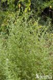 Common Fleabane (Pulicaria dysenterica)