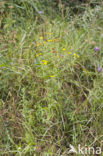 Common Fleabane (Pulicaria dysenterica)