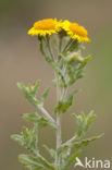 Common Fleabane (Pulicaria dysenterica)