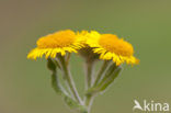 Heelblaadjes (Pulicaria dysenterica)