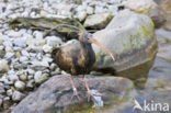 Northern Bald Ibis (Geronticus eremita) 