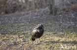 Northern Bald Ibis (Geronticus eremita) 