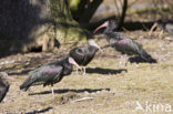 Northern Bald Ibis (Geronticus eremita) 