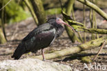 Northern Bald Ibis (Geronticus eremita) 
