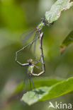 Houtpantserjuffer (Lestes viridis)