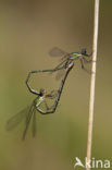 Houtpantserjuffer (Lestes viridis)