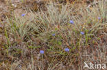 Jasione crispa subsp. maritima