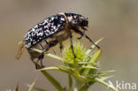 Julikever (Polyphylla fullo)