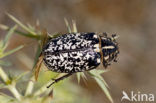 Julikever (Polyphylla fullo)