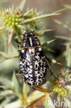 Julikever (Polyphylla fullo)