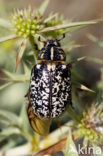 Julikever (Polyphylla fullo)