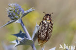 Julikever (Polyphylla fullo)