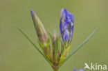 Marsh Gentian (Gentiana pneumonanthe)