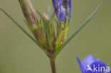 Klokjesgentiaan (Gentiana pneumonanthe) 