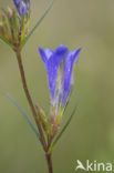 Marsh Gentian (Gentiana pneumonanthe)