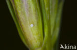 Klokjesgentiaan (Gentiana pneumonanthe) 