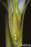 Marsh Gentian (Gentiana pneumonanthe)