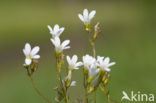 Meadow Saxifrage (Saxifraga granulata)