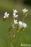 Knolsteenbreek (Saxifraga granulata) 