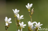 Meadow Saxifrage (Saxifraga granulata)