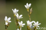 Knolsteenbreek (Saxifraga granulata) 