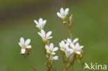 Knolsteenbreek (Saxifraga granulata) 