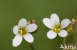 Meadow Saxifrage (Saxifraga granulata)