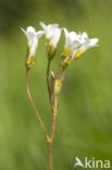 Meadow Saxifrage (Saxifraga granulata)