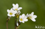 Meadow Saxifrage (Saxifraga granulata)