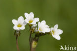 Meadow Saxifrage (Saxifraga granulata)