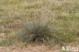 Bog-rush (Schoenus nigricans)