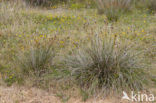 Bog-rush (Schoenus nigricans)